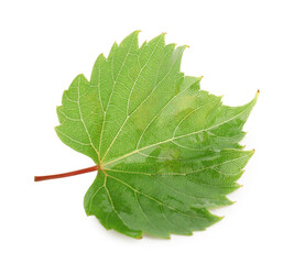 Fototapeta premium Fresh green grape leaf isolated on white