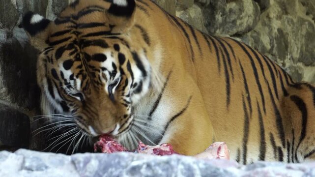 a tiger in the zoo