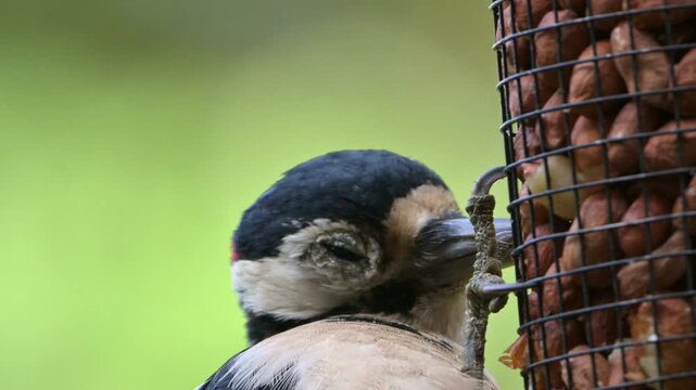 Great Spotter Woodpecker (Dendrocopos major) male with eye disease - probably conjunctivitis - eating peanuts from a garden feeder. September, Kent, UK [Slow motion x5]