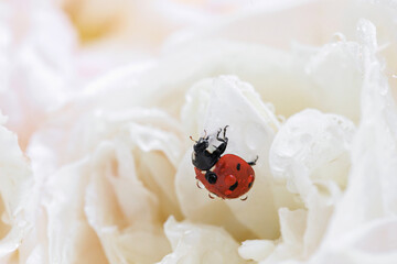 Tiny ladybug covered with water drops hanging on creamy white rose petals, soft pastel floral background for greeting cards, invitations and beauty themes © svittlana