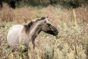 Light bay horse grazing in a tall wildflower meadow, summer countryside portrait with soft natural light © PIC by Femke
