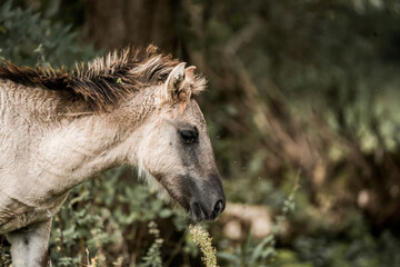 Young horse foal grazing in green meadow, close-up side profile portrait with soft natural light and blurred background © PIC by Femke