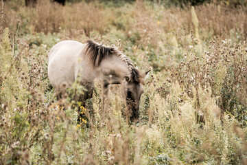 Light brown horse grazing in a tall dry meadow with wildflowers and golden autumn vegetation © PIC by Femke