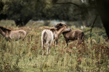 Wild horses grazing and nuzzling in an overgrown meadow with tall grass and distant trees in the countryside © PIC by Femke