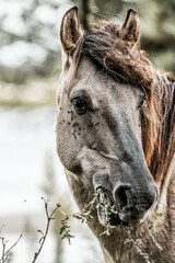 Close-up portrait of a brown-gray horse grazing on vegetation with mane and textured coat in an outdoor rural setting © PIC by Femke