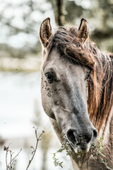 Close-up portrait of a muddy grey horse with wet mane and calm expression in a natural outdoor setting © PIC by Femke