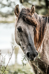 Close-up portrait of a gray horse grazing on a leafy twig by a lakeside with textured coat, wet muzzle and brown mane © PIC by Femke