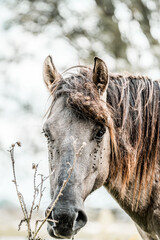 Close-up portrait of a muddy brown horse with snow-dusted mane standing outdoors in a snowy winter field © PIC by Femke