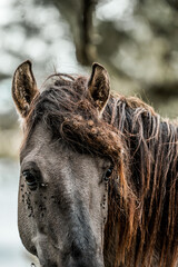 Close-up portrait of a dark-coated horse with long tousled mane and flies on its face in a rural outdoor setting © PIC by Femke