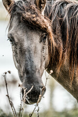 Close-up portrait of a dark brown horse head with long mane and visible flies on the muzzle in a field © PIC by Femke