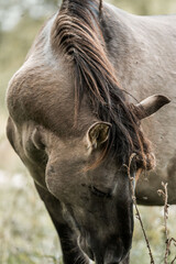 Close-up portrait of a brown horse grazing in a grassy meadow with long mane and soft natural light © PIC by Femke