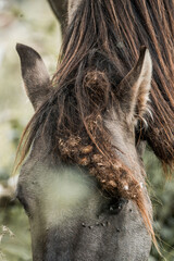 Close-up portrait of a brown horse with long dark mane and forelock grazing outdoors in soft natural light © PIC by Femke