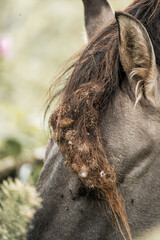 Close-up portrait of a dark horse with tangled mane and seed burrs, showing detailed eye and textured coat in natural outdoor setting © PIC by Femke
