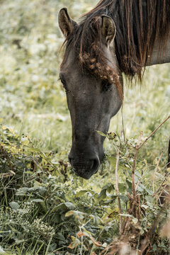 Close-up of a dark brown horse grazing in a wildflower meadow, serene pastoral countryside scene