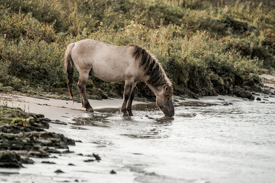 Wild horse drinking at a coastal shoreline tidal creek, grazing on marshy mudflats with green vegetation