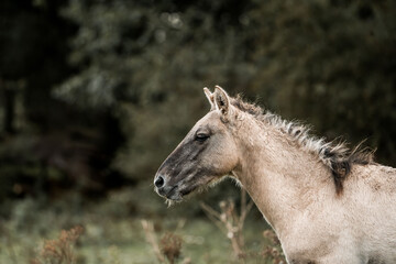 Side profile portrait of a young beige horse with a windswept mane standing in a soft-focus woodland background © PIC by Femke
