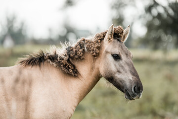 Close-up profile portrait of a tan horse with a tangled curly mane standing in a grassy pasture with soft blurred background © PIC by Femke