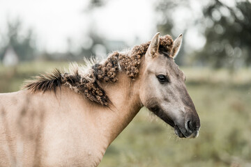 Close-up profile of a buckskin horse with textured, tangled mane standing in a green pasture © PIC by Femke