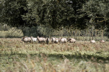Flock of sheep grazing on a sunlit grassy meadow near trees and a rustic fence in a rural pastoral landscape © PIC by Femke