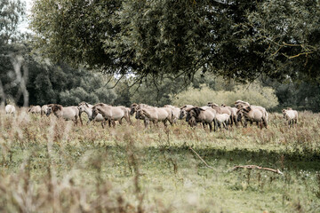 Herd of grazing sheep in a sunlit meadow under mature trees in a peaceful rural countryside landscape © PIC by Femke
