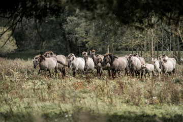 Flock of sheep grazing in a green pasture at the edge of a woodland in a tranquil rural countryside scene © PIC by Femke