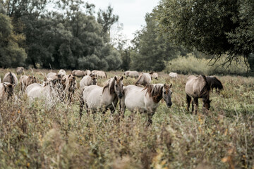 Herd of wild ponies grazing in a tall grassy meadow at the edge of a woodland under an overcast sky © PIC by Femke