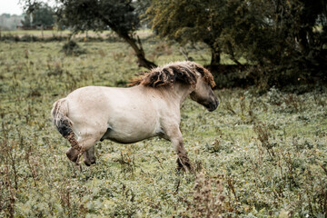 Light-colored pony standing and grazing in an overgrown grassy meadow at the edge of a woodland pasture © PIC by Femke