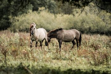 Two horses grazing in a grassy meadow with trees and tall vegetation in a tranquil countryside scene © PIC by Femke