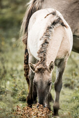 Light brown horse with braided mane grazing in a green meadow, close-up pastoral portrait of an equine in a rural pasture © PIC by Femke