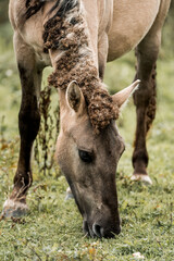 Close-up of a grazing buckskin horse with curly forelock and dark legs feeding on grass in a green pasture © PIC by Femke