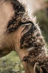 Close-up of a brown horse's neck and coarse tufted mane with cropped coat in a rural outdoor setting © PIC by Femke