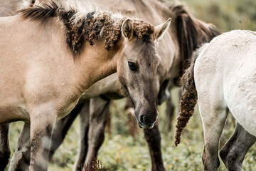 Close-up of grazing light brown horses with braided manes in a natural grassy meadow © PIC by Femke
