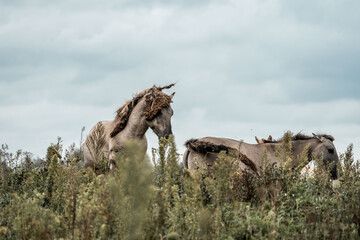 Two wild horses rearing and grazing on windswept grassy heath under a cloudy overcast sky © PIC by Femke