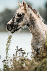 Fototapeta premium Close-up portrait of a konik foal grazing among wildflowers on a lakeside meadow in soft natural light