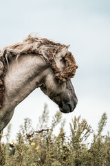 Profile of a gray horse with thick shaggy mane and sheepskin rug standing in a grassy meadow under a soft overcast sky © PIC by Femke