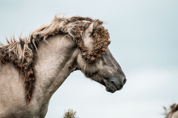 Close-up profile of a shaggy Icelandic horse with thick winter mane and curly forelock against a pale overcast sky © PIC by Femke