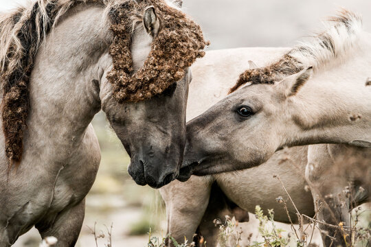 Two sandy-colored horses nuzzling and touching noses in a grassy field, intimate close-up portrait of equine companionship