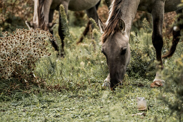 Close-up of a grazing herd of horses with heads down feeding on green pasture and clover © PIC by Femke