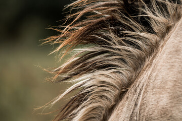 Close-up portrait of chestnut horse mane and shoulder with windblown strands and soft bokeh © PIC by Femke