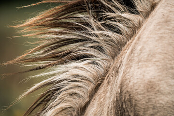 Close-up of a horse mane and neck with windblown hairs and textured beige coat detail in natural light © PIC by Femke