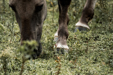 Close-up of a grazing horse muzzle and front legs on green pasture with visible hooves and grass detail © PIC by Femke