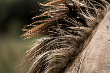 Close-up portrait of a brown horse mane and shoulder with windblown strands and textured coat against a blurred natural background © PIC by Femke