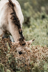 Close-up of a grazing light brown cow eating dried wild thistles in a natural grassy meadow, side view © PIC by Femke