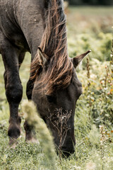 Close-up portrait of a dark bay horse grazing in a wildflower meadow, detailed mane and natural pasture background © PIC by Femke