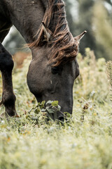 Close-up of a brown horse grazing in a grassy pasture with windblown mane and soft natural light © PIC by Femke