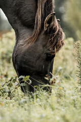 Close-up of a black horse grazing in a green meadow with wild grass and soft bokeh background © PIC by Femke