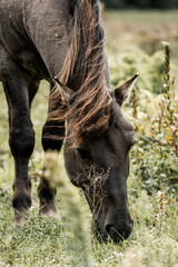 Close-up of a dark horse grazing in a grassy meadow with long mane and tail in a rural pasture scene © PIC by Femke