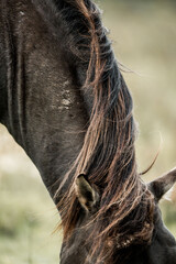 Close-up portrait of a dark bay horse's head and flowing mane in soft natural light © PIC by Femke