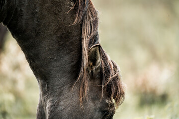 Close-up profile of a grazing brown horse head with flowing mane in a soft-focus grassy pasture © PIC by Femke