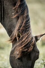 Close-up of dark brown horse head with long mane partially covering its eye, grazing in a soft-focused grassy pasture © PIC by Femke
